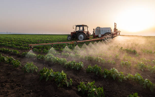 Best Pest Removal Services  in Killeen, TX