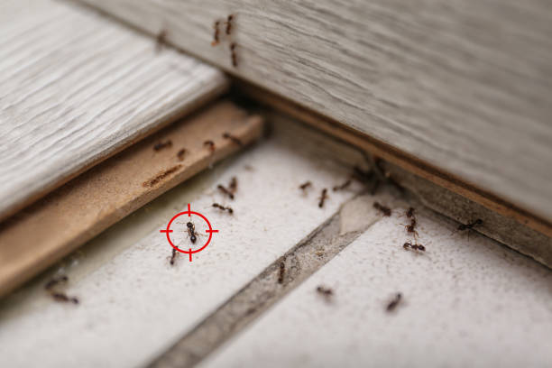 Best Pest Control for Restaurants  in Killeen, TX