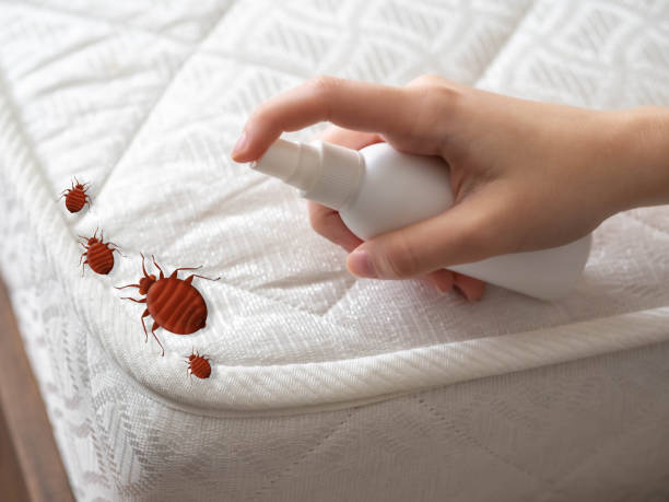 Best Pest Removal Services  in Killeen, TX