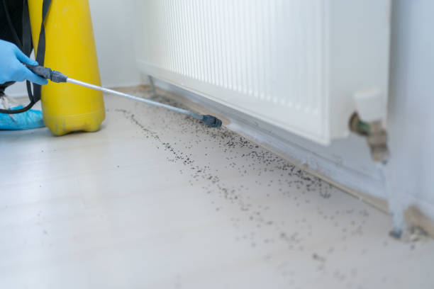 Best Affordable Pest Control Services  in Killeen, TX