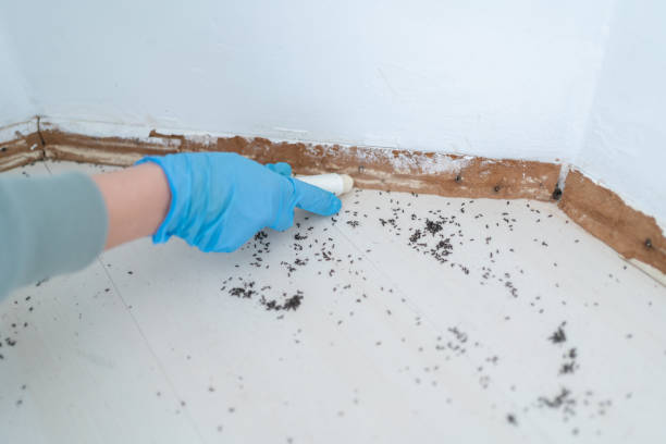Best Ant Control Services  in Killeen, TX